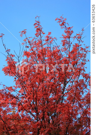 Hokkaido red rowan Hokkaido red rowan 63653426