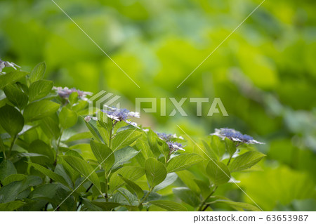 Hydrangea Hydrangea 63653987