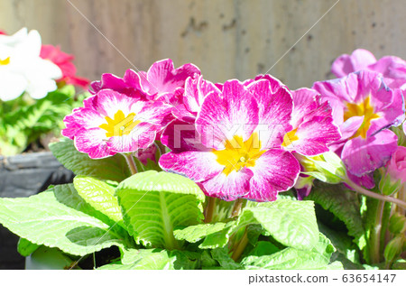 Purple primula flowers 63654147
