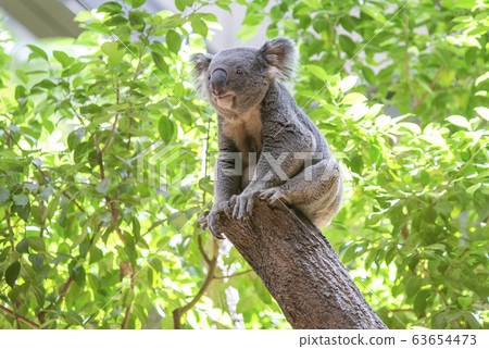 Koala (natural green background covered with green leaves) 63654473