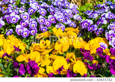 Spring Flower Pansy Spring Flower Pansy 63655782