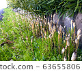 Tsukushi growing on the roadside 63655806