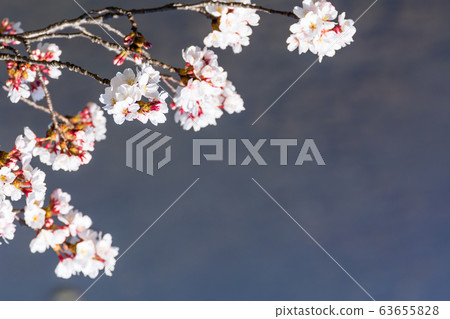 吉野櫻花盛開 63655828
