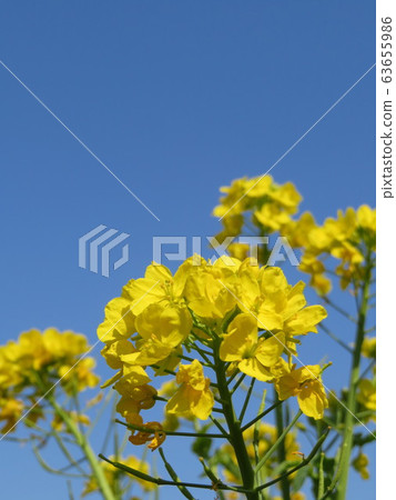 Rape blossoms and blue sky Rape blossoms and blue sky 63655986