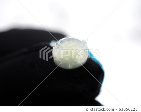 槲寄生漿果,蓬鬆的果肉 槲寄生漿果,蓬鬆的果肉 63656123