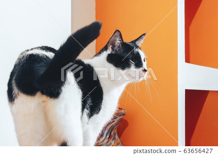 A black and white cat stands at home next to a vase. 63656427