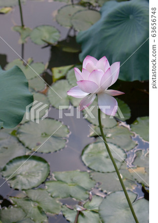 6 July 2008  Lotus. Garden, asia. beautiful lotus 63656748