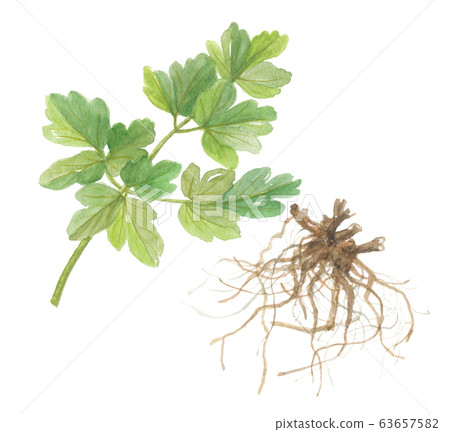 Button-bottle-long-lived grass-leaves and roots Button-bottle-long-lived grass-leaves and roots 63657582