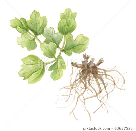 Button-bottle-long-lived grass-leaves and roots Button-bottle-long-lived grass-leaves and roots 63657583