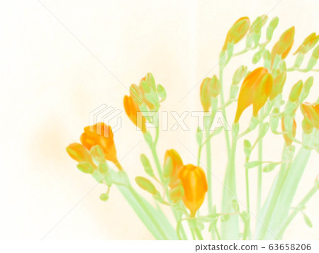 Freesia Spring Flower Freesia Spring Flower 63658206