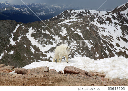 Mountain goat baby Mountain goat baby 63658603