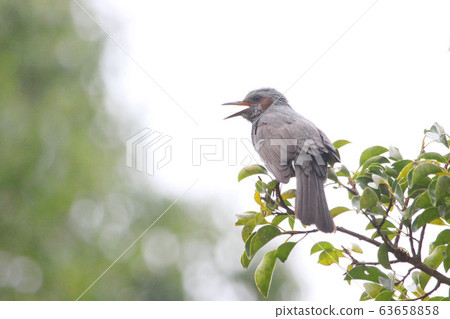 Bulbul Bulbul 63658858