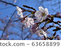 Hiroshima Koganeyama cherry blossoms 63658899