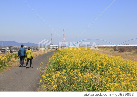 Watarasegawa: Shin Mikuni Bridge and rapeseed bank Watarasegawa: Shin Mikuni Bridge and rapeseed bank 63659098