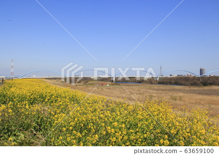 Watarasegawa: Shin Mikuni Bridge and rapeseed bank Watarasegawa: Shin Mikuni Bridge and rapeseed bank 63659100