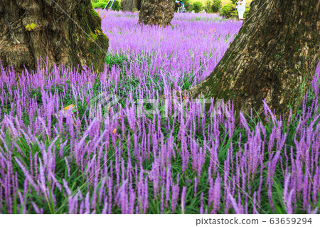 城郊城堡在森林外的生命中淡紫色 63659294