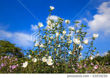 Nara Flower White Mugunghwa Story, Mugunghwa Samcheon-ri Flower in Korea Nara Flower White Mugunghwa Story, Mugunghwa Samcheon-ri Flower in Korea 63659298