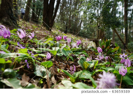 In March, the village of Shiroyama-cho, 51 trees, is home to Shiroyama Katakuri no Sato. 63659389