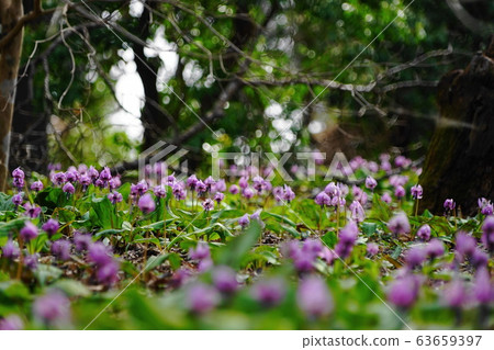 3月，城山市45城社區白山片栗之裡 63659397