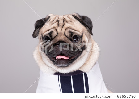 cute dog pug breed funny and lovely cute dog pug breed funny and lovely 63659786
