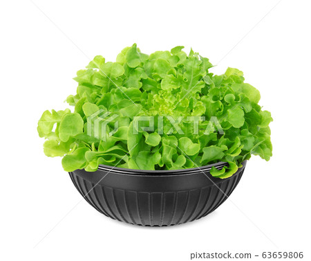 green oak lettuce in the black cup isolated on green oak lettuce in the black cup isolated on 63659806