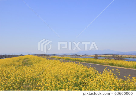 ita玉大橋(Tonegawa,下游)和油菜開花路堤 ita玉大橋(Tonegawa,下游)和油菜開花路堤 63660000