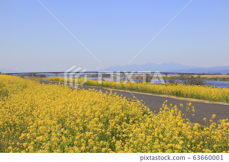ita玉大橋（Tonegawa，下游）和油菜開花路堤 63660001