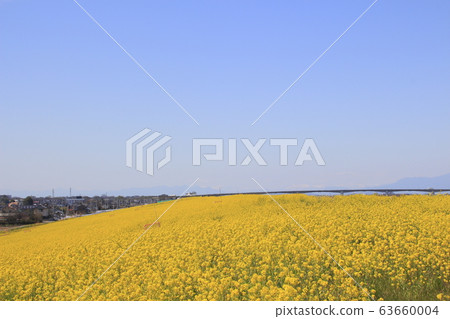 Saitama Ohashi (Tonegawa, downstream) and rape blossom embankment 63660004
