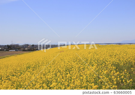 Saitama Ohashi (Tonegawa, downstream) and rape blossom embankment 63660005
