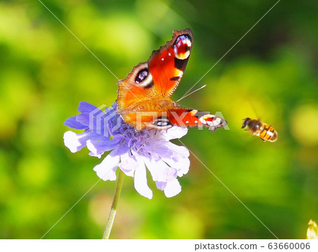 Pollinators gathering on flowers (peafowl and hoverfly) 63660006