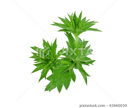 culantro flower, long coriander or eryngium 63660039