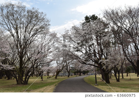 Sakura's Wako Forest Park 63660975