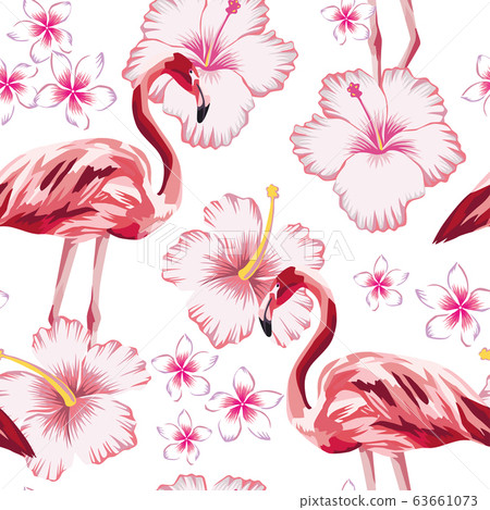 Flamingo pink hibiscus plumeria white background 63661073