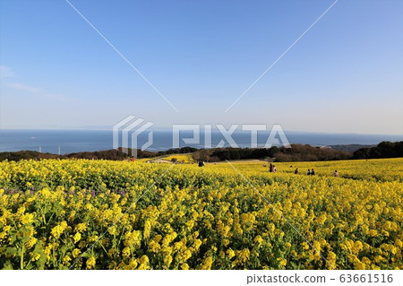 Awaji flower field 63661516