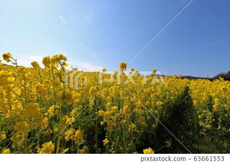 Awaji flower field 63661553