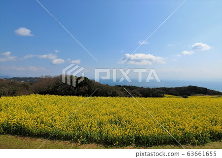 Awaji flower field 63661655
