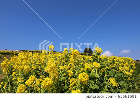 Awaji flower field 63661691