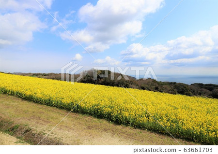 淡路花田 淡路花田 63661703
