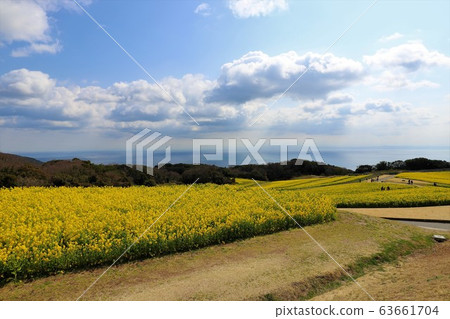 淡路花田 63661704