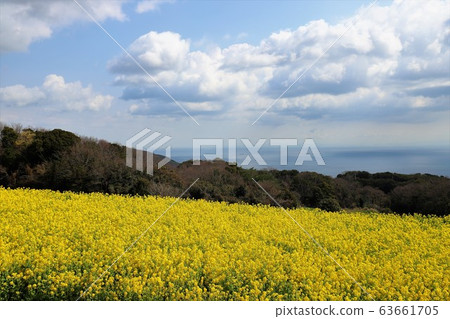 淡路花田 63661705