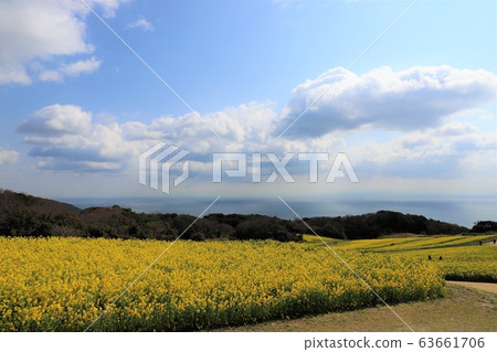 淡路花田 63661706