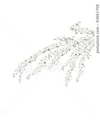 雪柳水彩水墨風格單調 63661708