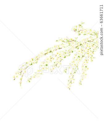 Snow willow snow willow watercolor 63661711