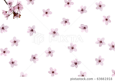 Pattern made of pink cherry blossom sakura on white background, isolated. Pattern made of pink cherry blossom sakura on white background, isolated. 63661918