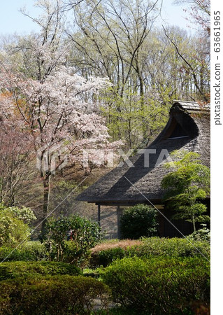 Cherry blossoms at Yakushiike Park in Machida 63661965