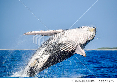 Humpback whale Humpback whale 63662570