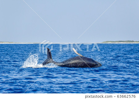 Humpback whale 63662576