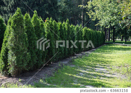 A hedge of thuja trees on a Sunny day. Trees planted in a row. Shadow. A hedge of thuja trees on a Sunny day. Trees planted in a row. Shadow. 63663158