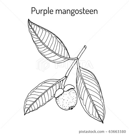 Purple mangosteen Garcinia mangostana , eatable and medicinal plant Purple mangosteen Garcinia mangostana , eatable and medicinal plant 63663380