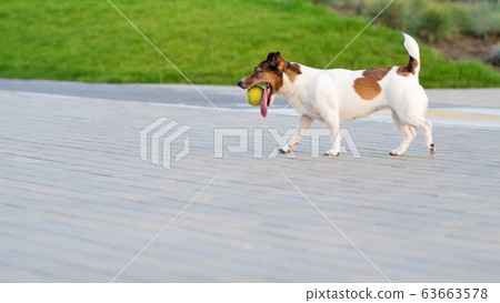 Dog. Jack Russell Terrier Dog. Jack Russell Terrier 63663578